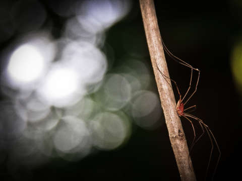 Grandaddy longleg