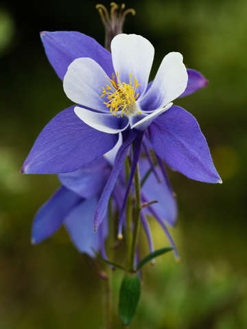 Columbine 2
