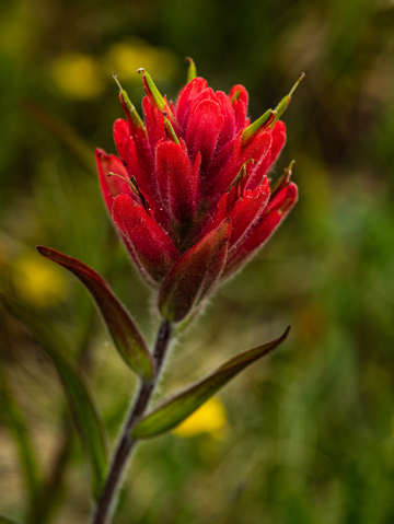 Scarlet paintbrush
