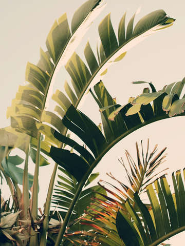 Tropic sky