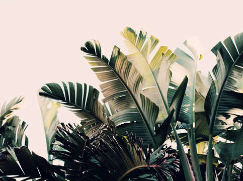 Paradise 4 2