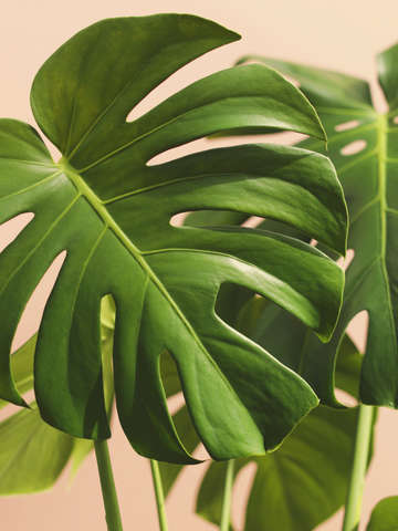Verdure 2