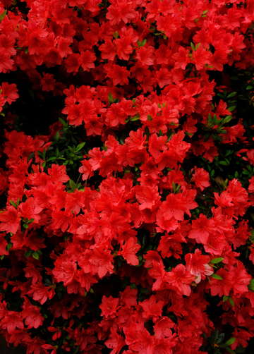 Red charlottes