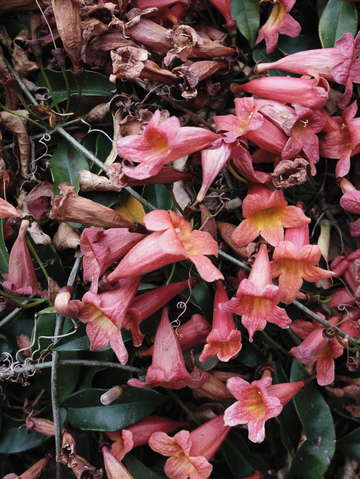 Flowers for maude