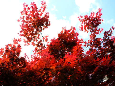 Forest fire
