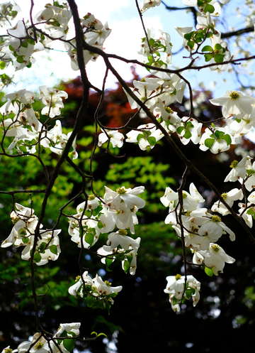 Between the cherries