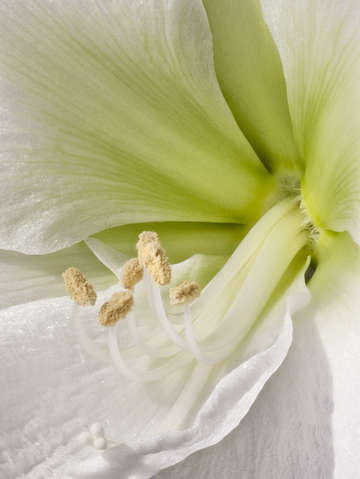 Amaryllis 7