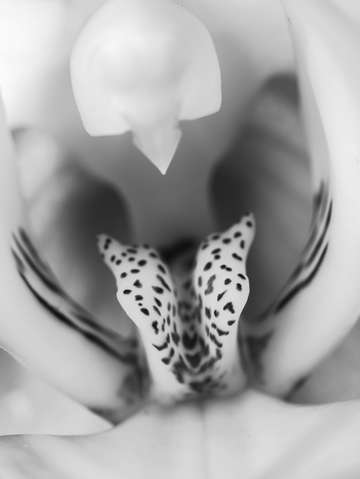 High key orchid