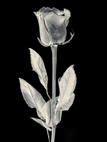 Silver rose