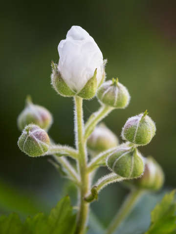 Blackberry blossoms