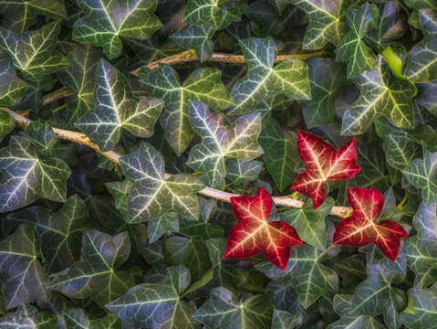 Fall ivy leaves