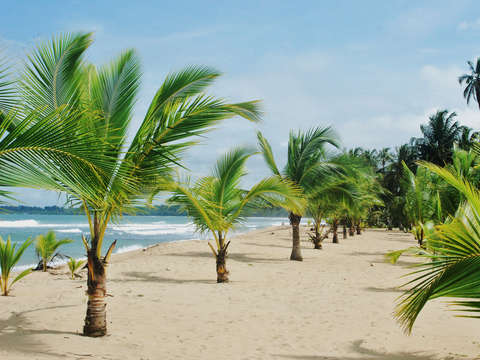 The Palm Tree Cabana