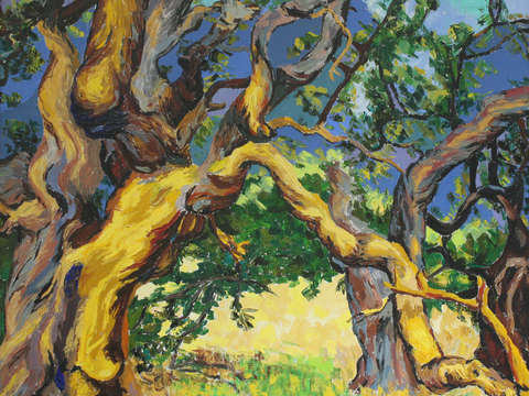 Koa trees