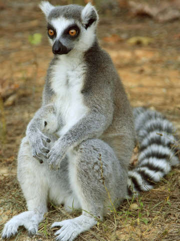 Lemur