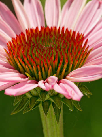 Cone flower