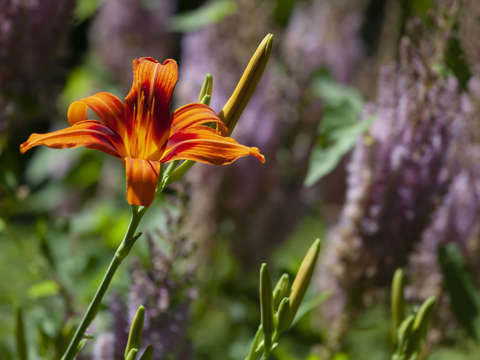 Lily 1