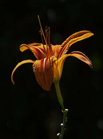 Lily 2 2