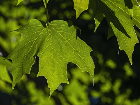 Summer leaves 1