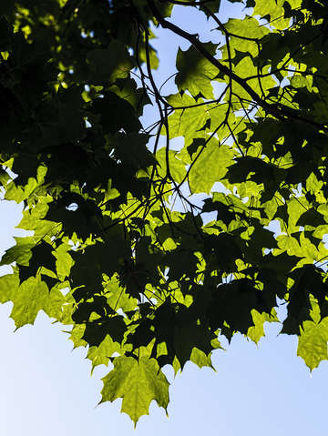 Summer leaves 2