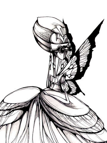 Fairy