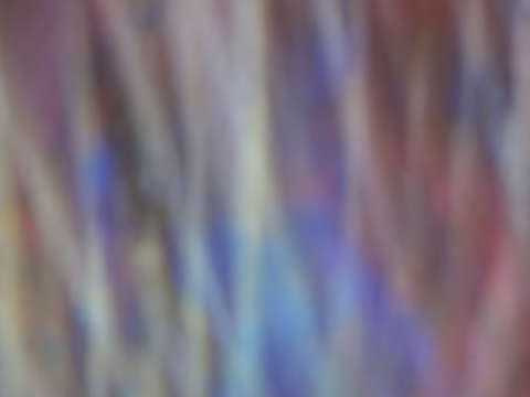 Grasses in autumn 02178
