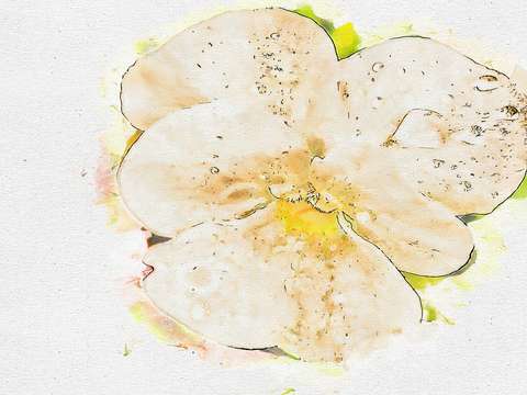 Flower 8