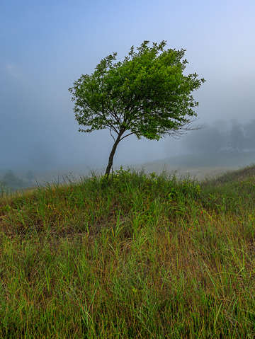Isolated growth