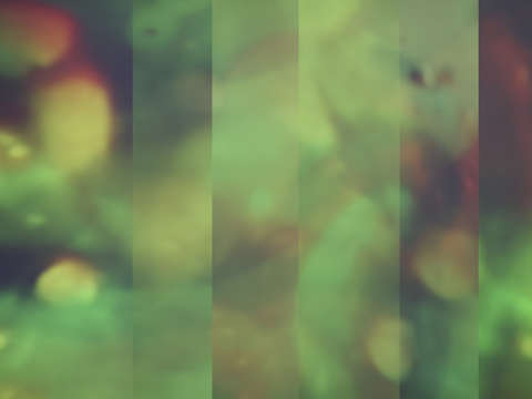 Foliage 02048