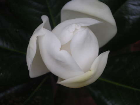 Magnolia 12