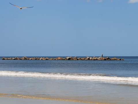 Bird at the beach