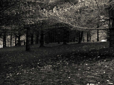 Nature's Silence