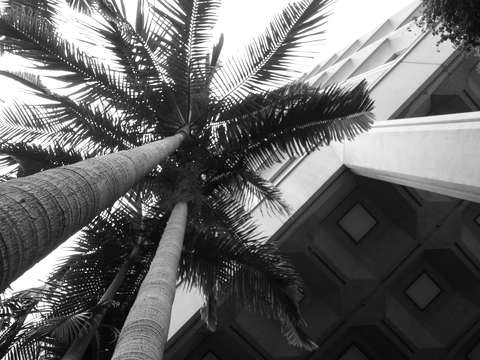 Palms 5
