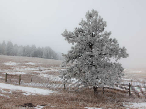 Ice covered tree