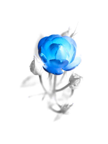 A blue rose exposed