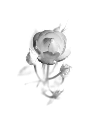 A rose exposed