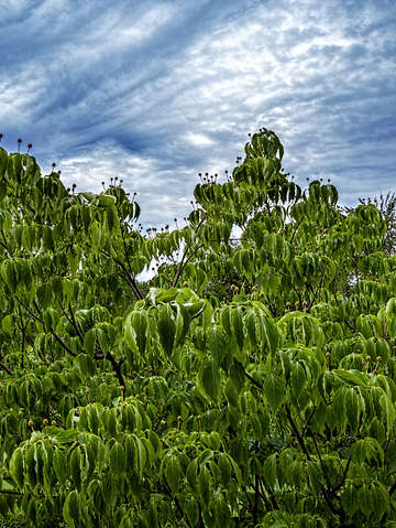 Leaves sky and clouds