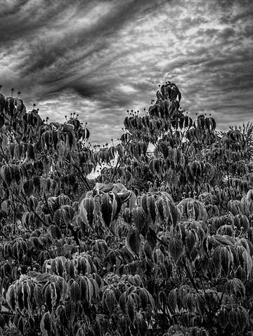 Leaves sky and clouds black and white