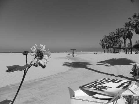 Venice sunflower