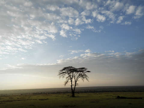 Acacia