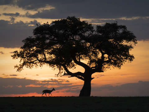 Gazelle at sunset
