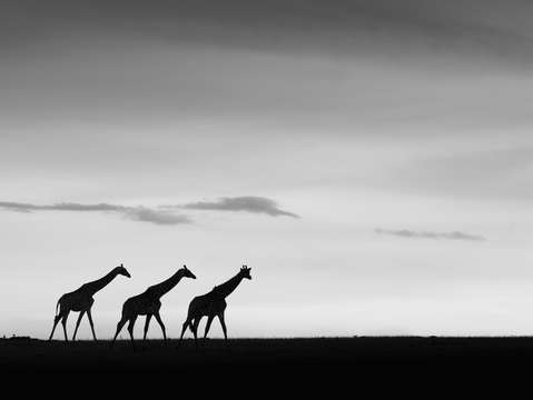 Silhouette
