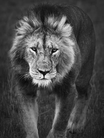 Intimidation