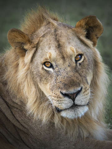 Golden eyes