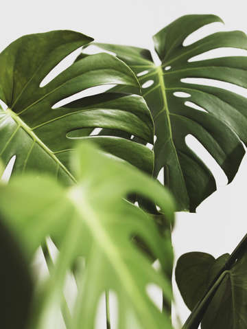 Verdure 10