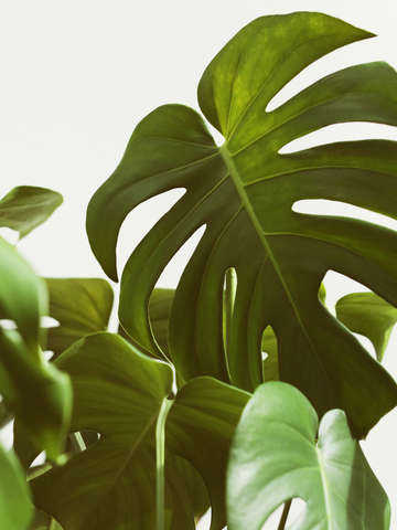Verdure 5