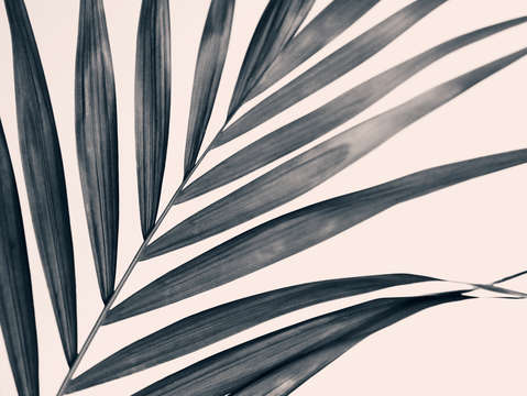 Gray palm 1