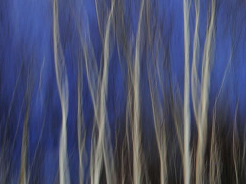 Blue forest 1283 left