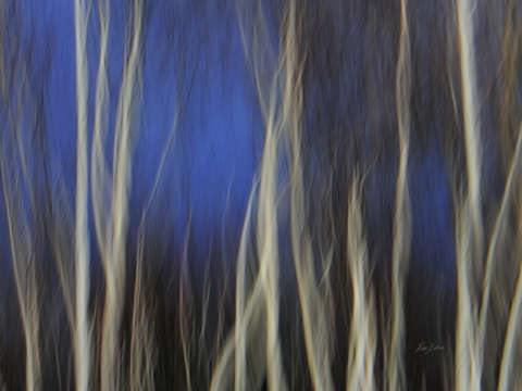 Blue forest 1283 right