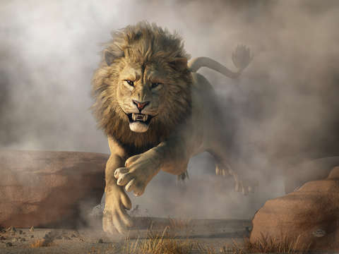 Lion attack