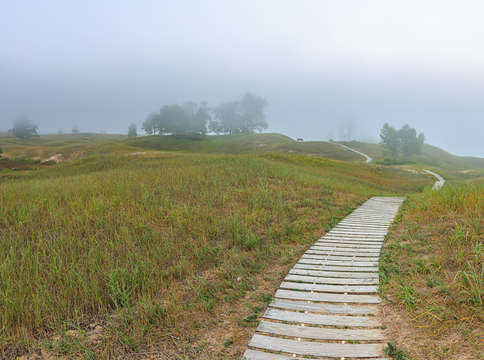Grassy sand dunes